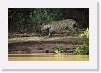 08-025 * Male half of a jaguar couple on the Rio Cuiaba * Male half of a jaguar couple on the Rio Cuiaba